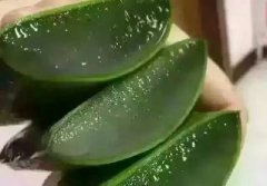 杏悦注册奶芦荟